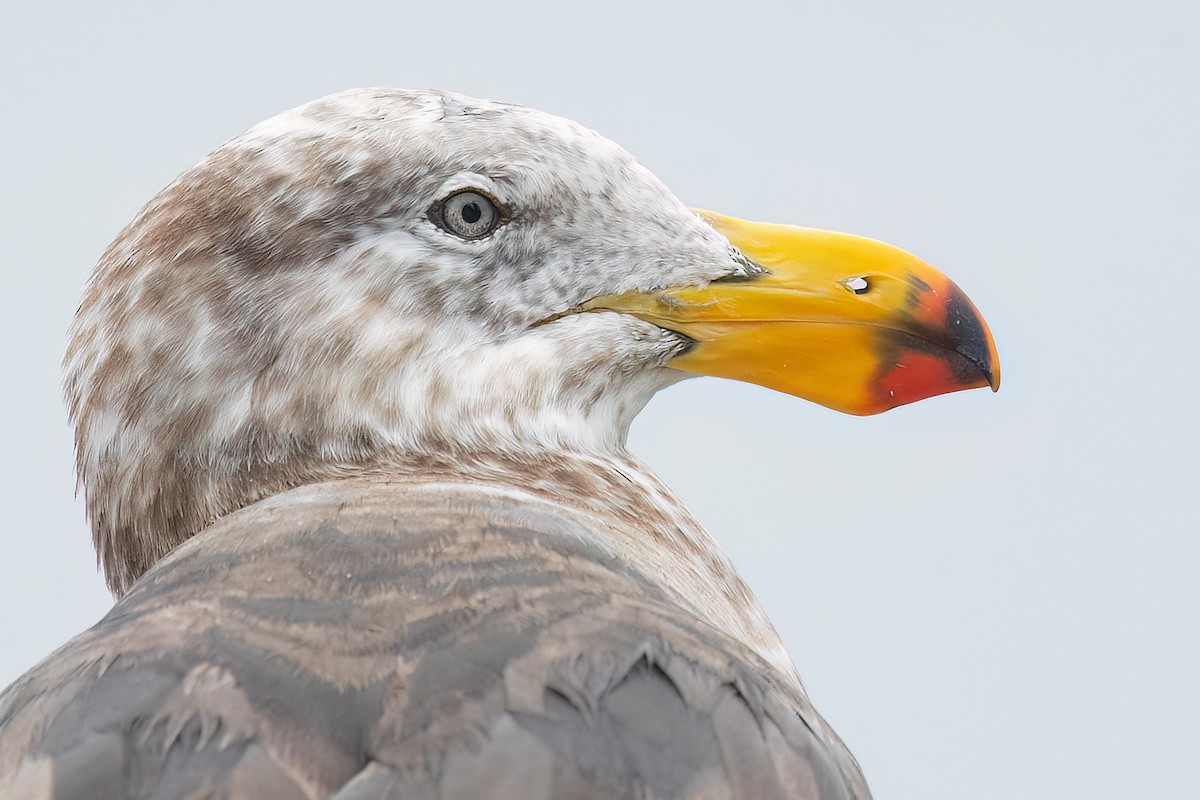 Pacific Gull - ML630634718