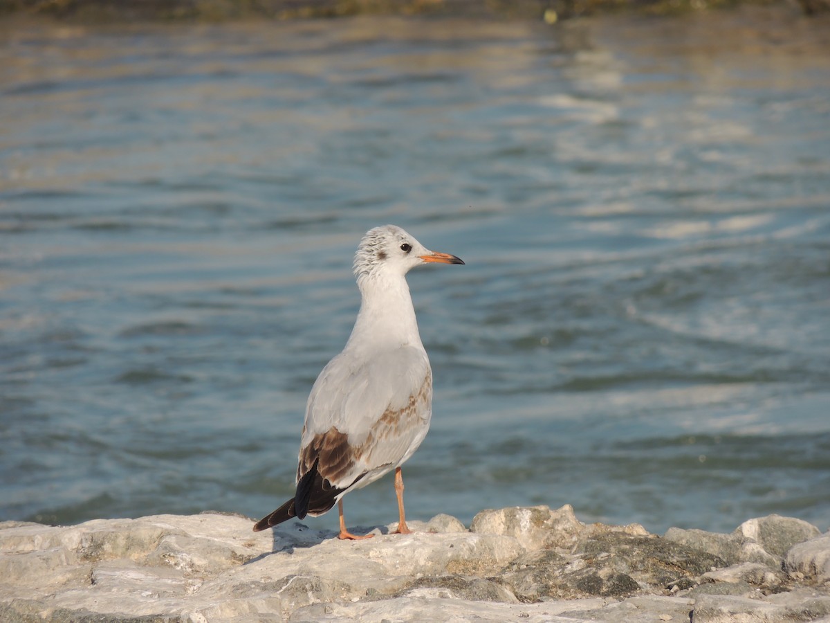 Хүрэн толгойт цахлай - ML630634733