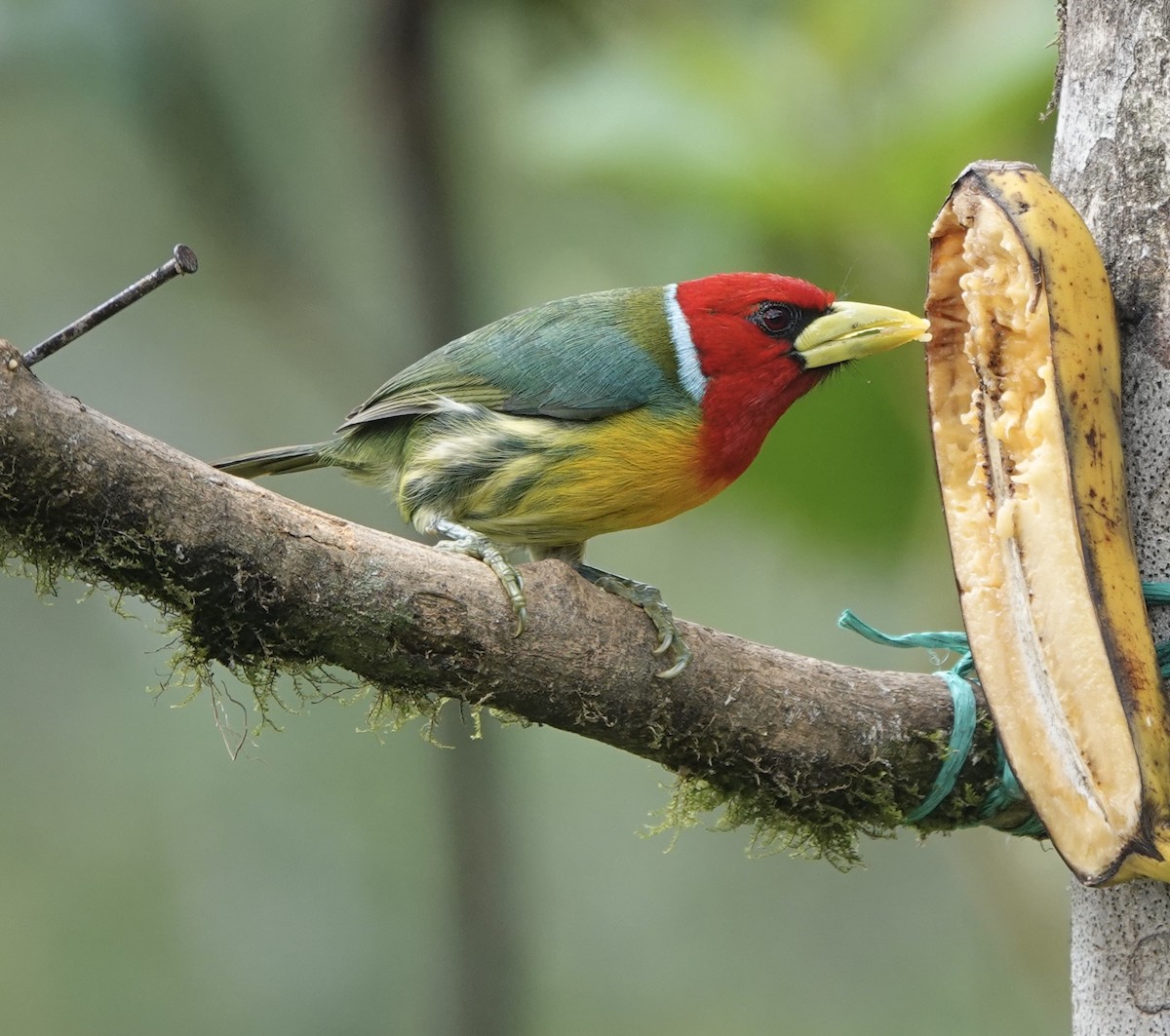 Red-headed Barbet - ML630634777