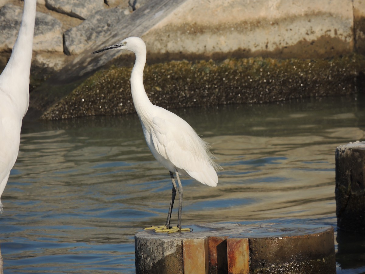 Хурган дэглий - ML630634798