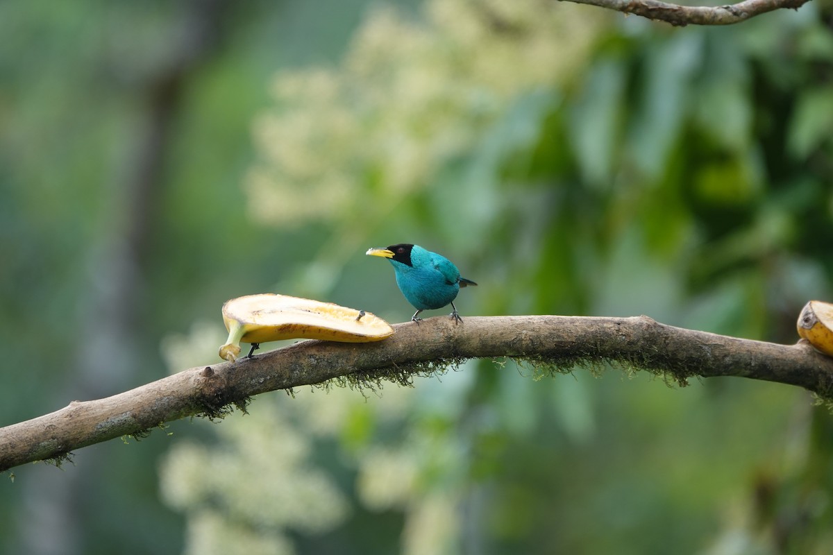 Green Honeycreeper - ML630634799