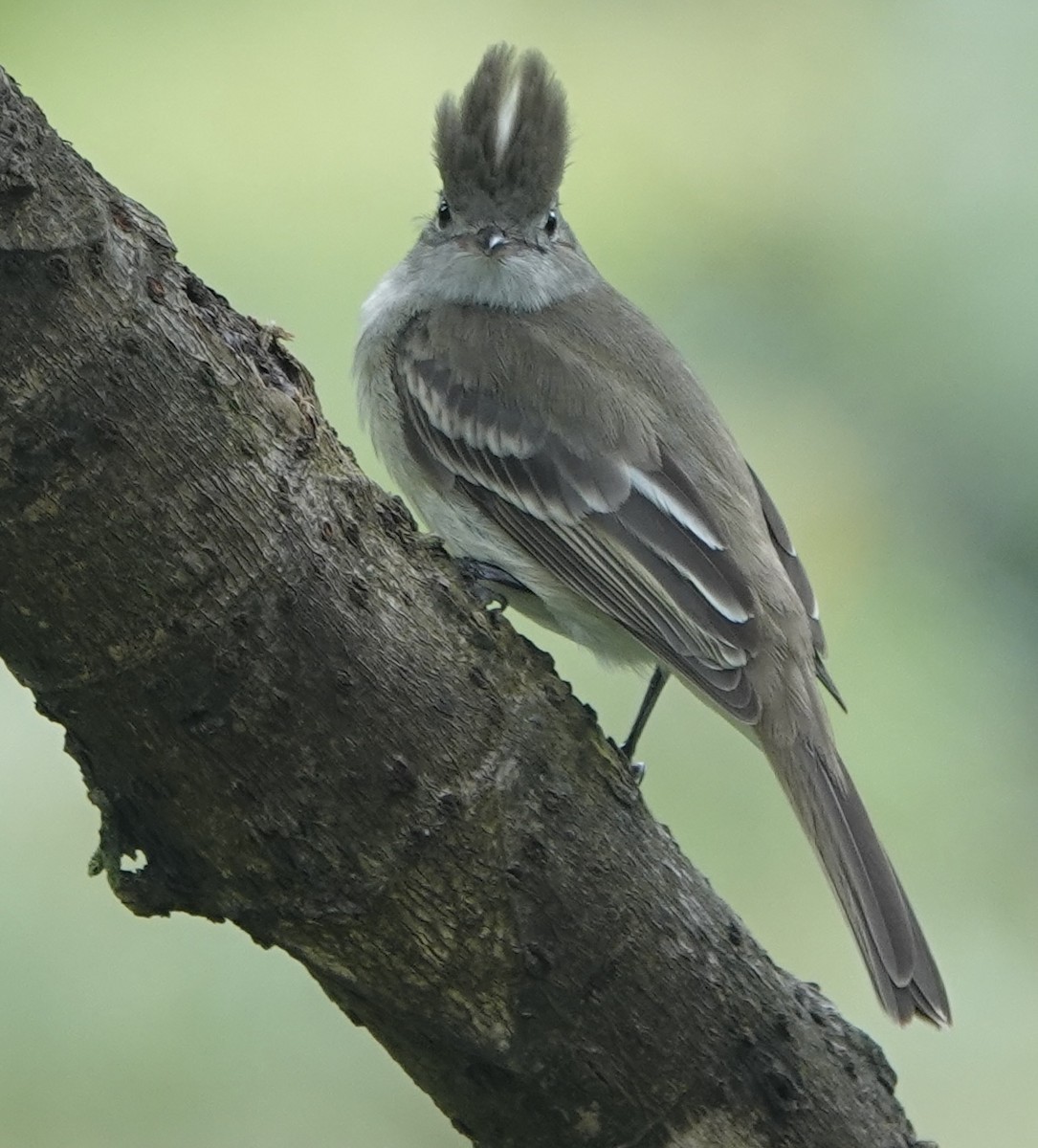Yellow-bellied Elaenia - ML630634880