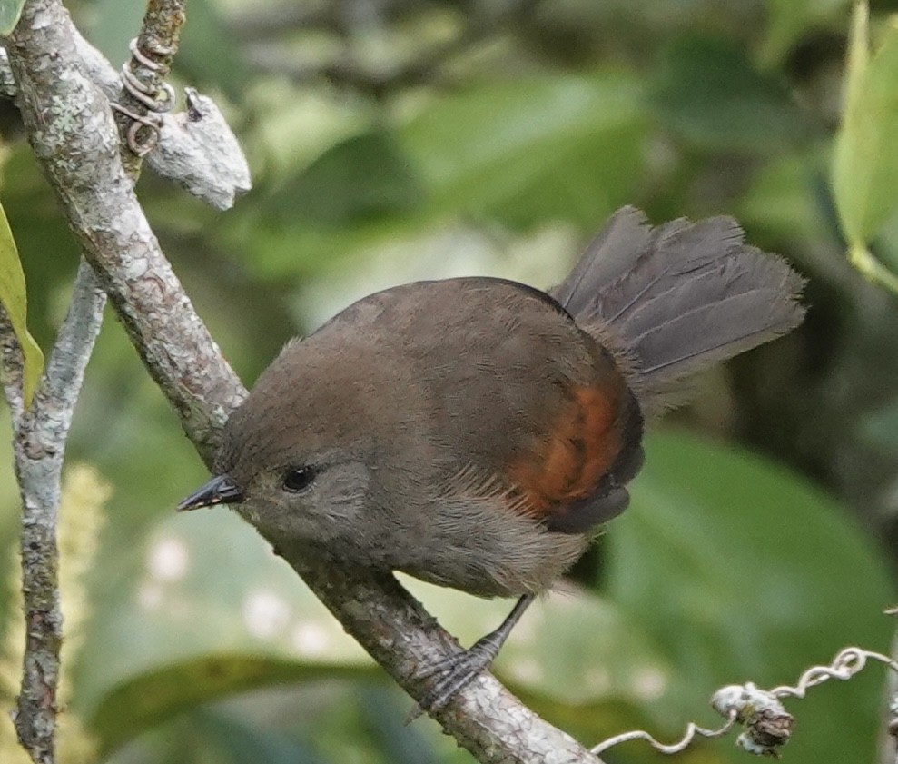 Slaty Spinetail - ML630634886