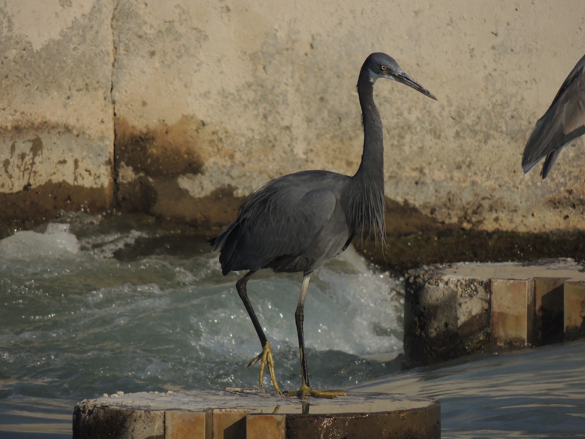 Western Reef-Heron - ML630634911