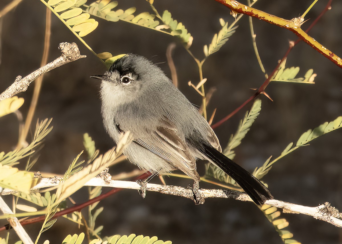 Black-tailed Gnatcatcher - ML630634934