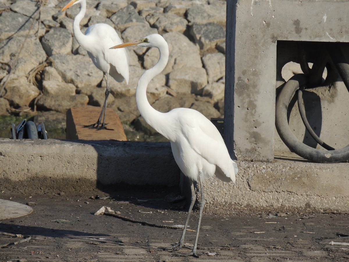 Цасч дэглий - ML630635012