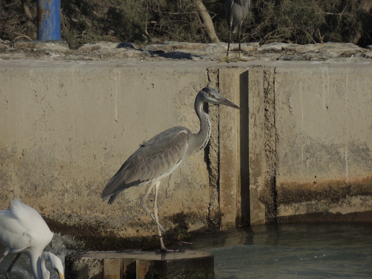 Хөх дэглий - ML630635093