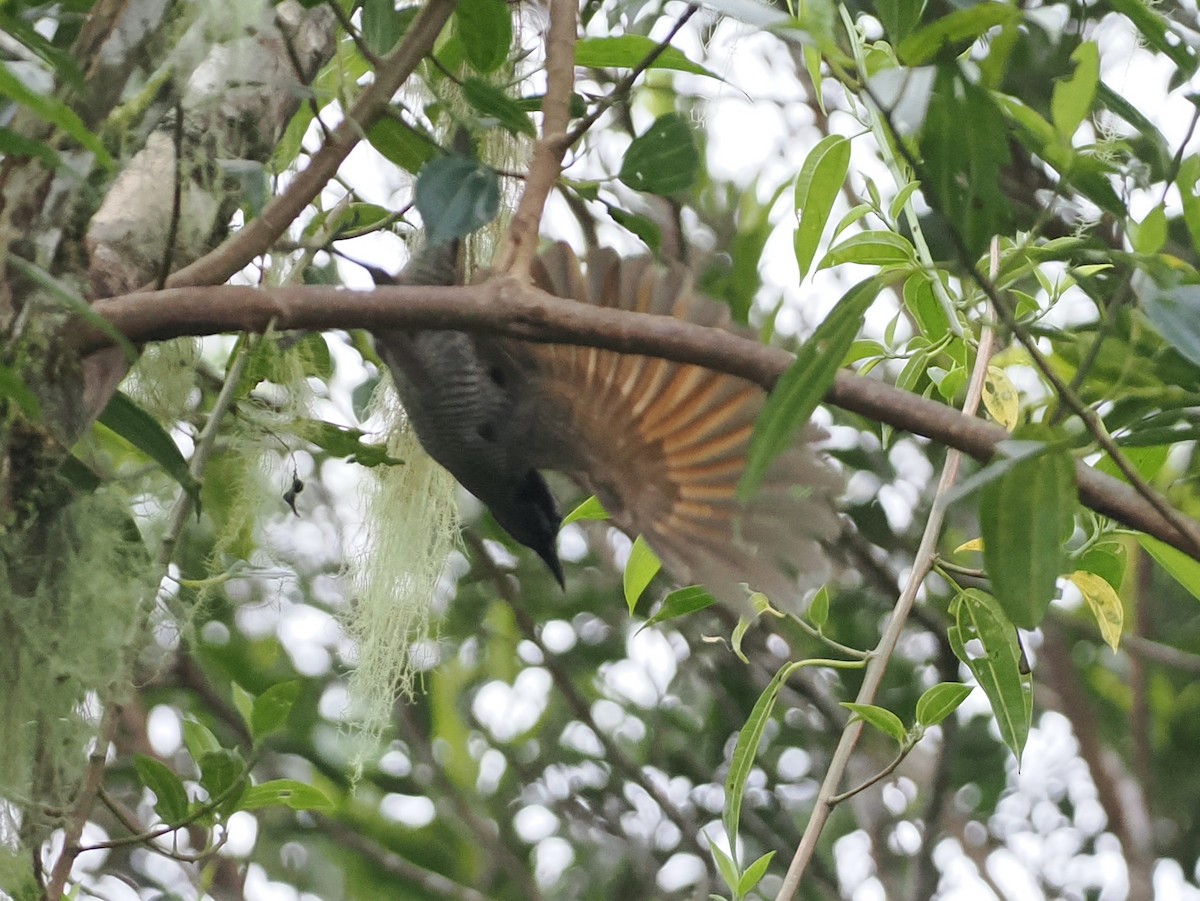 Lesser Lophorina - ML630635098