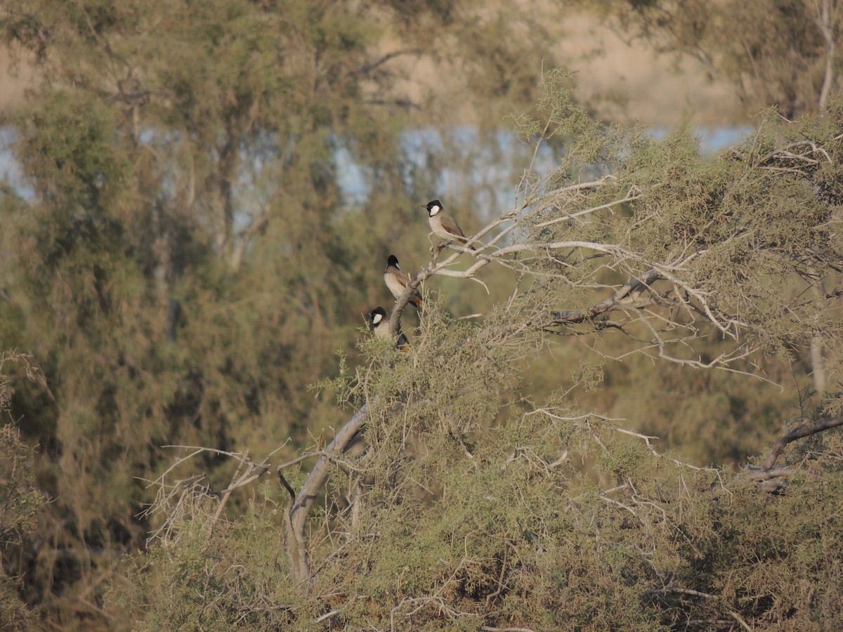 White-eared Bulbul - ML630635134
