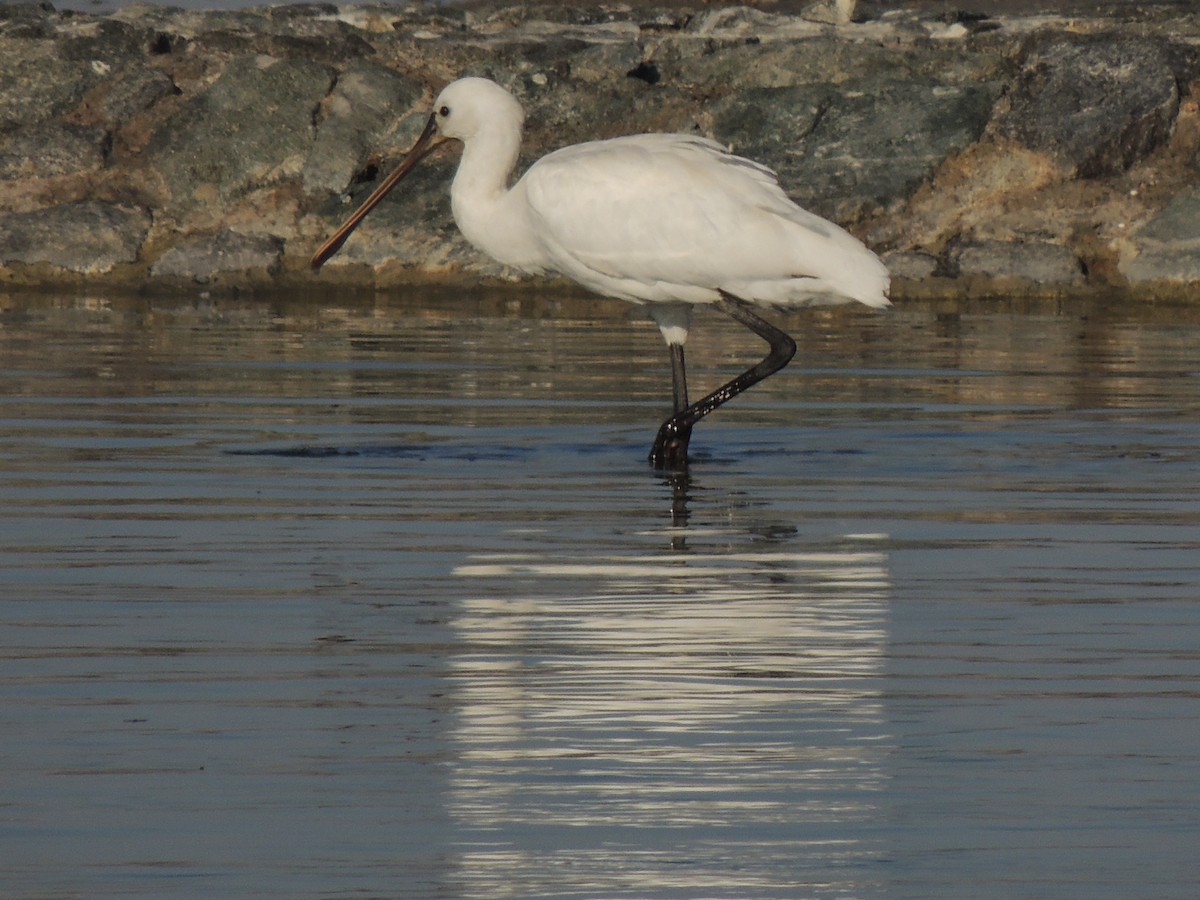 Халбаган хошуут - ML630635219
