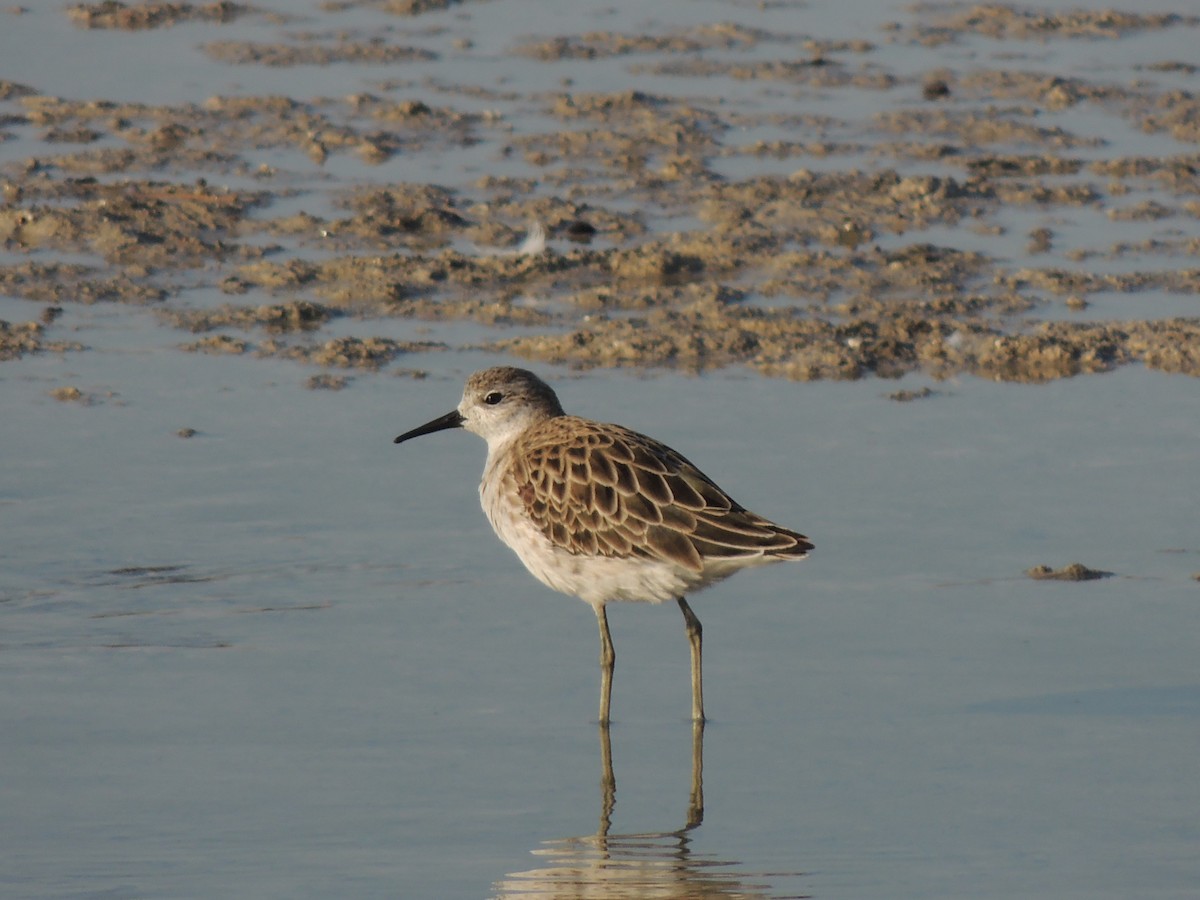 Сянби элсэг - ML630635259