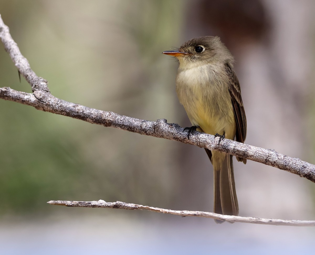 Cuban Pewee - ML630635280
