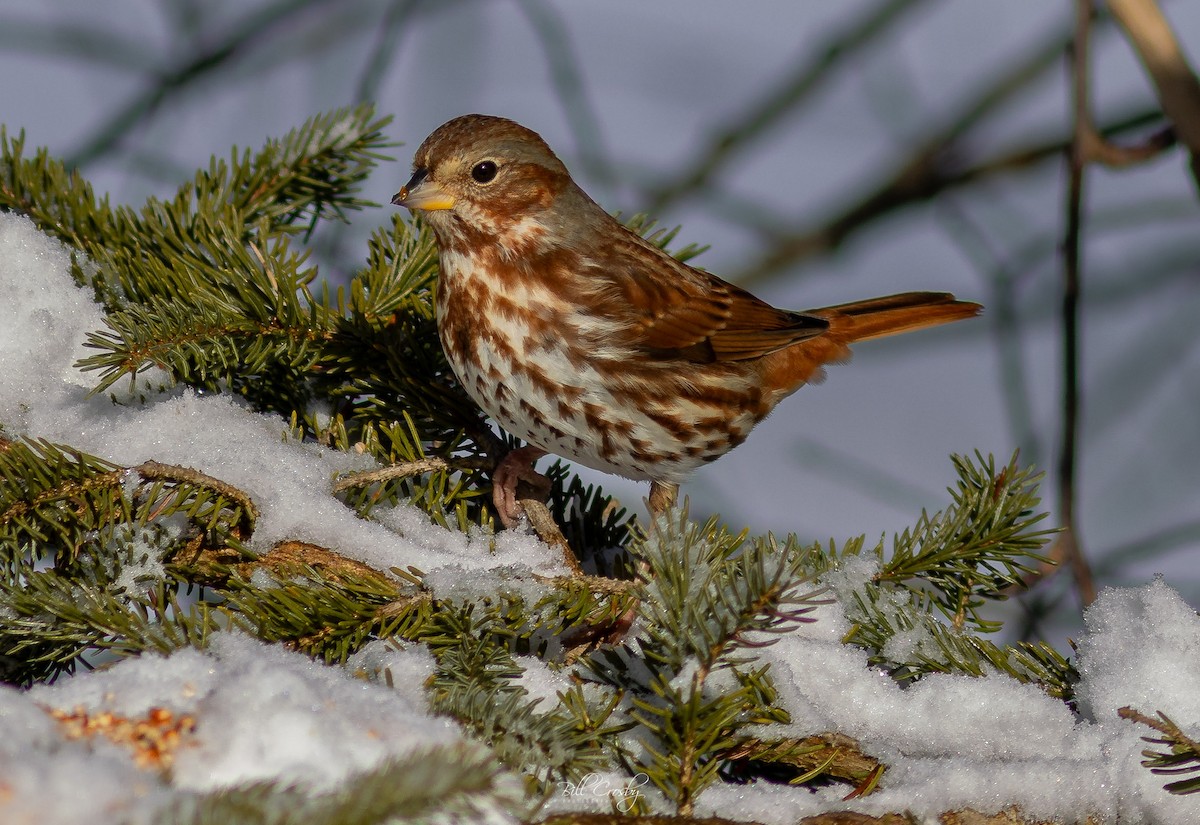 Fox Sparrow - ML630635423
