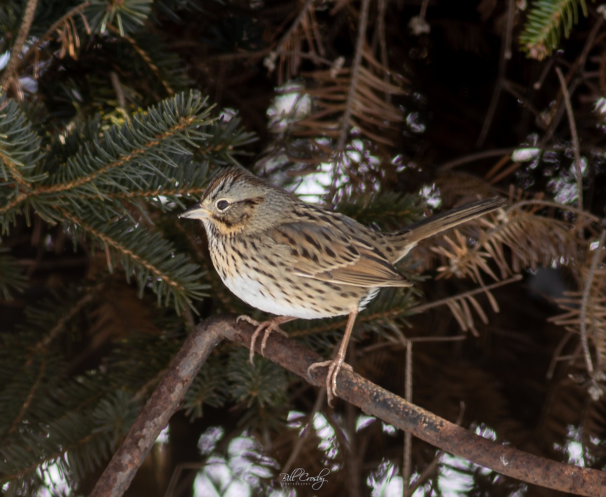 Lincoln's Sparrow - ML630635424