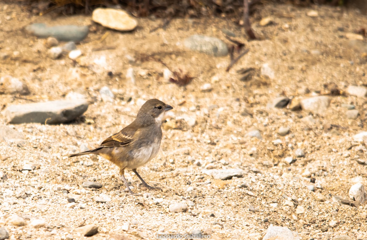 Diuca Finch - ML630635443