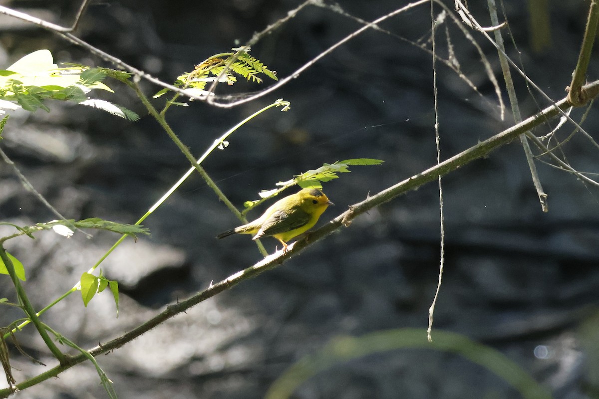Wilson's Warbler - ML630635550