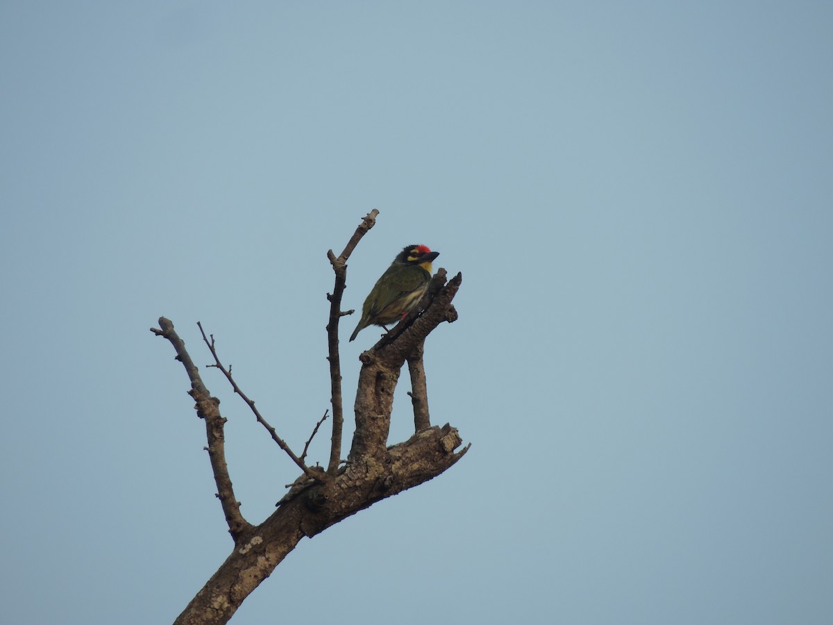 Coppersmith Barbet - ML630635595