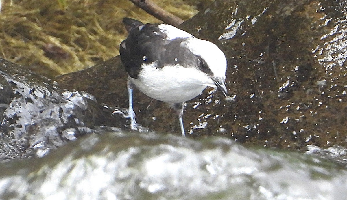 White-capped Dipper - ML630635629