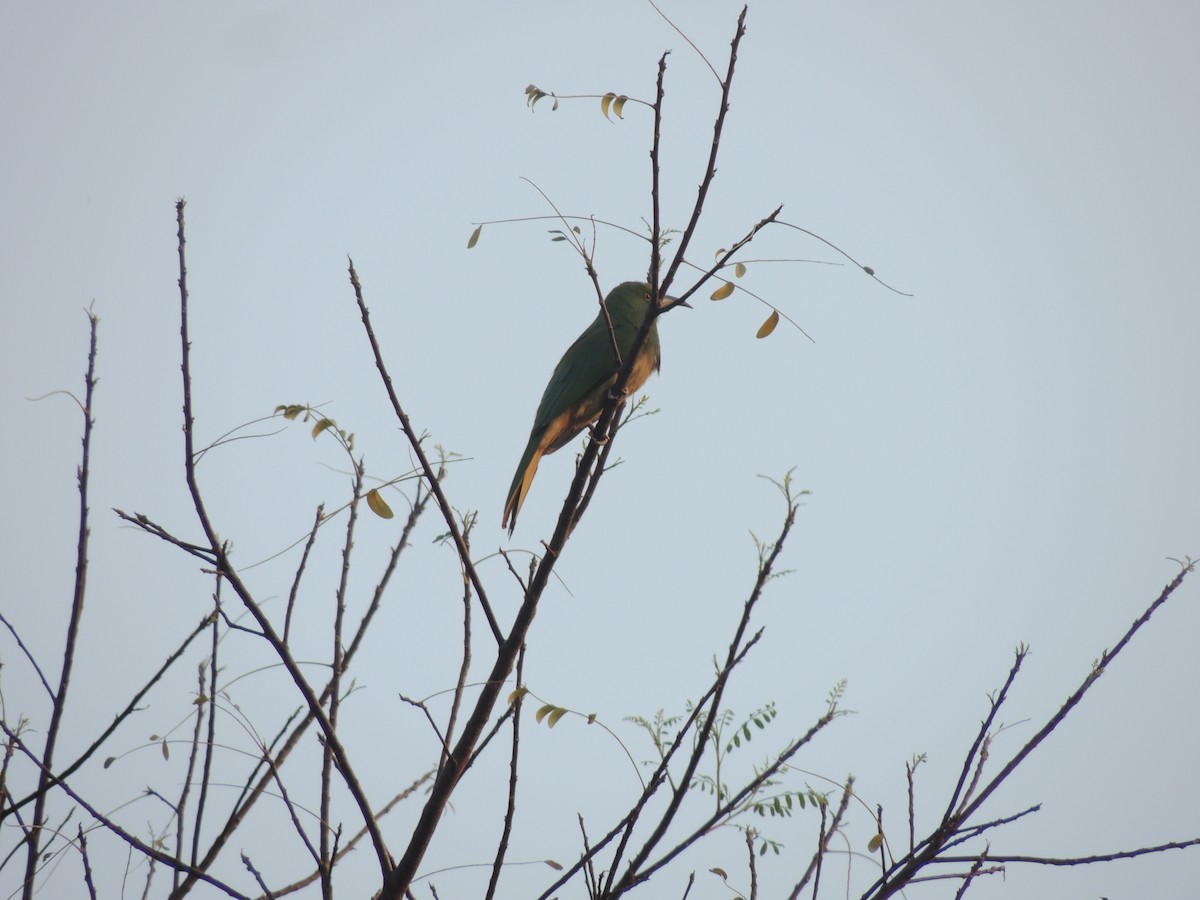 Blue-bearded Bee-eater - ML630635640