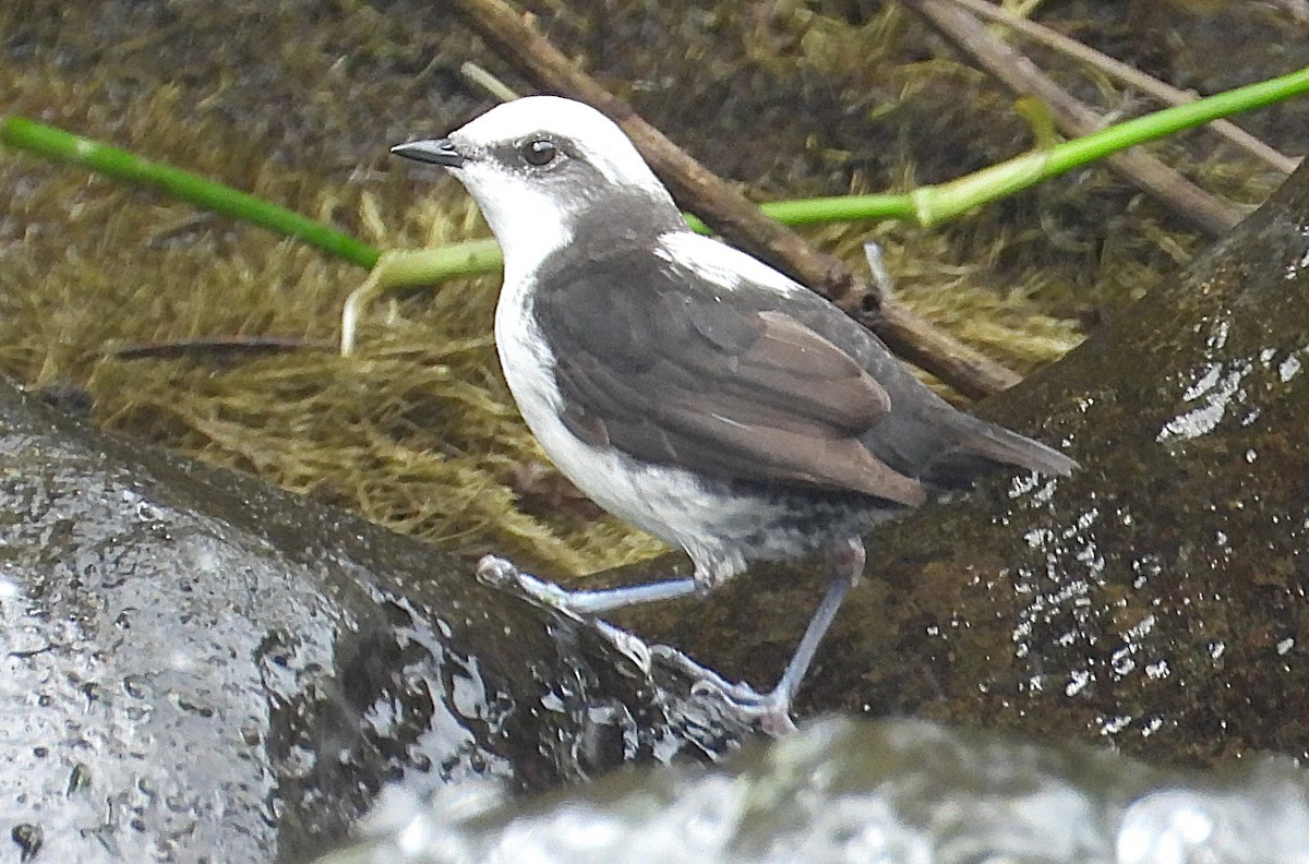 White-capped Dipper - ML630635650