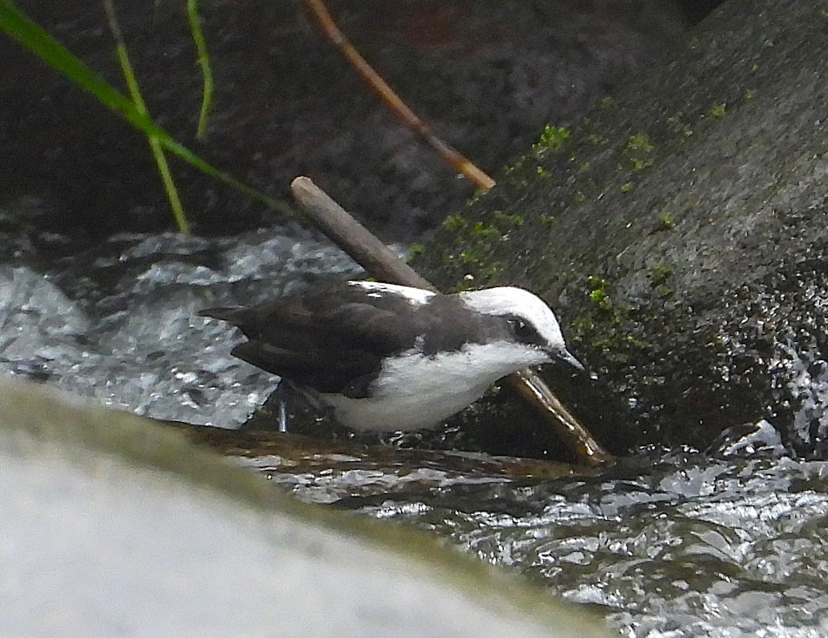 White-capped Dipper - ML630635655