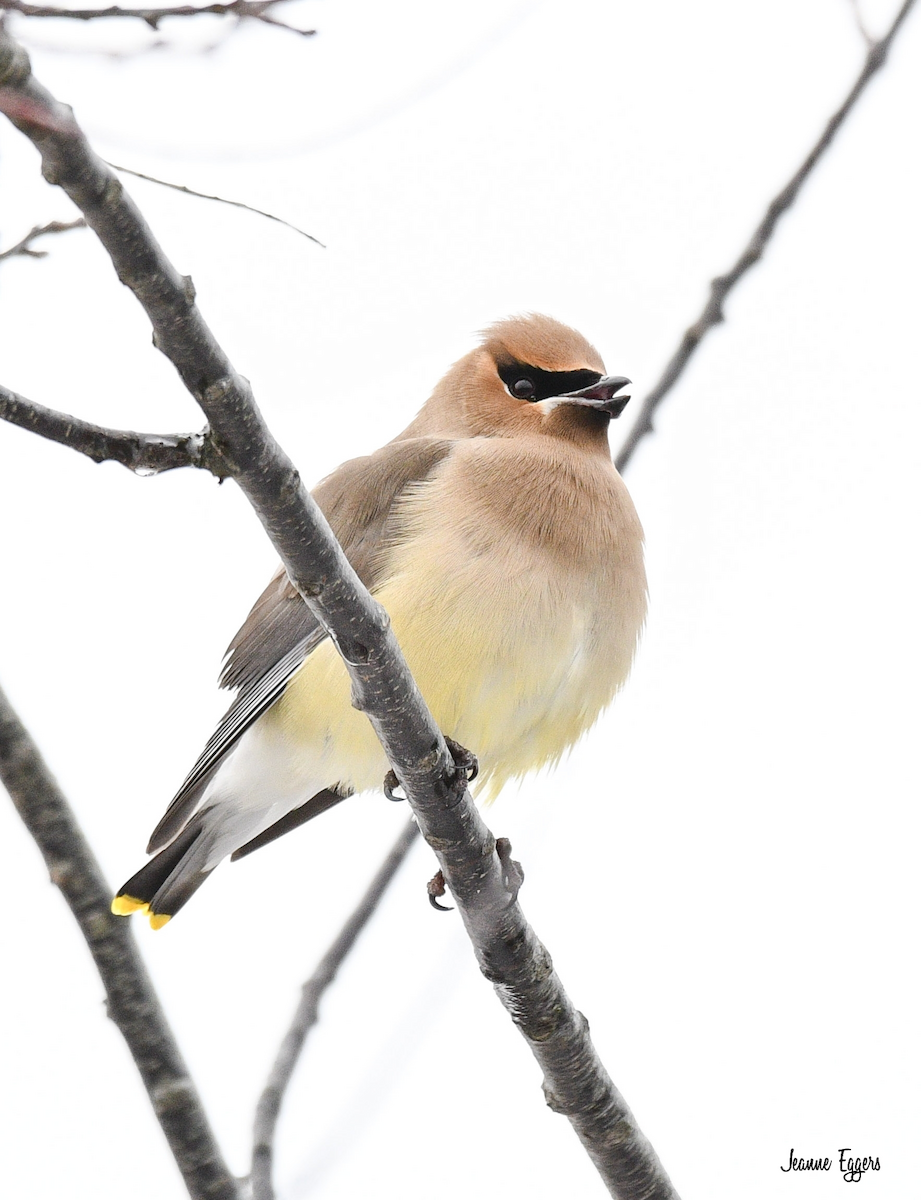Cedar Waxwing - ML630635746