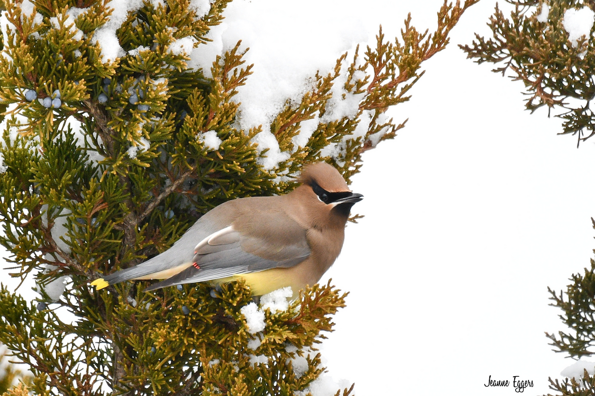 Cedar Waxwing - ML630635747