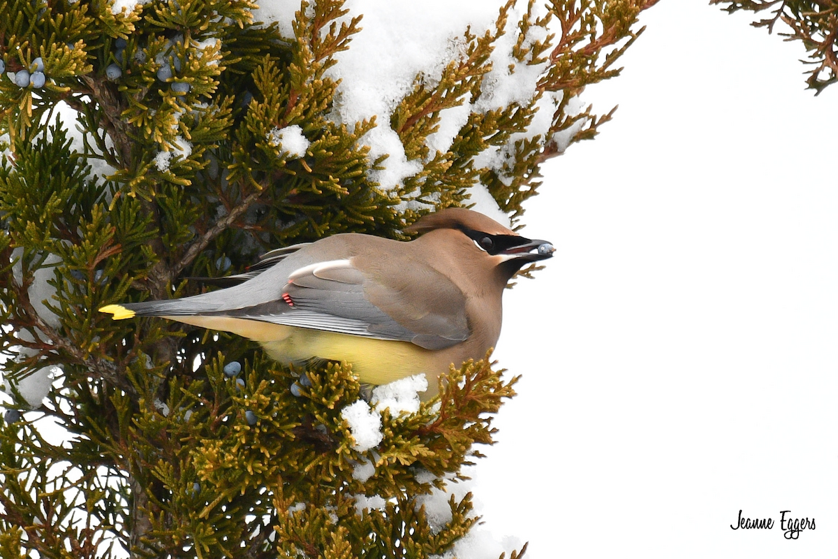 Cedar Waxwing - ML630635748