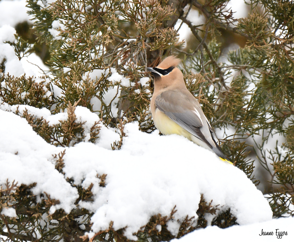 Cedar Waxwing - ML630635749