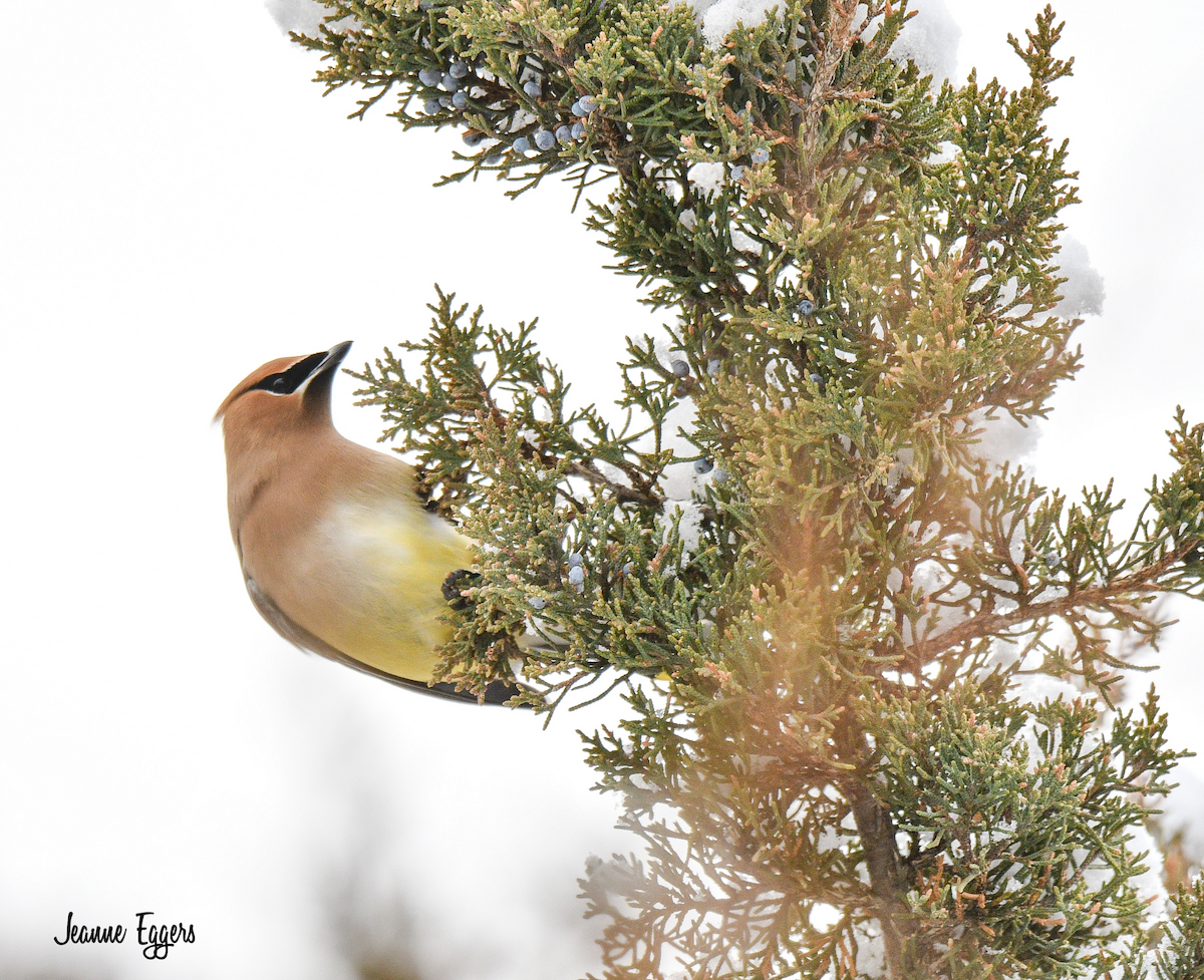 Cedar Waxwing - ML630635750
