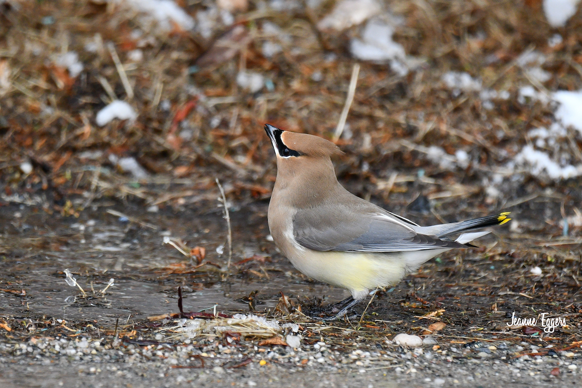 Cedar Waxwing - ML630635751