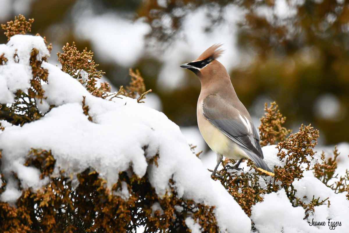 Cedar Waxwing - ML630635752