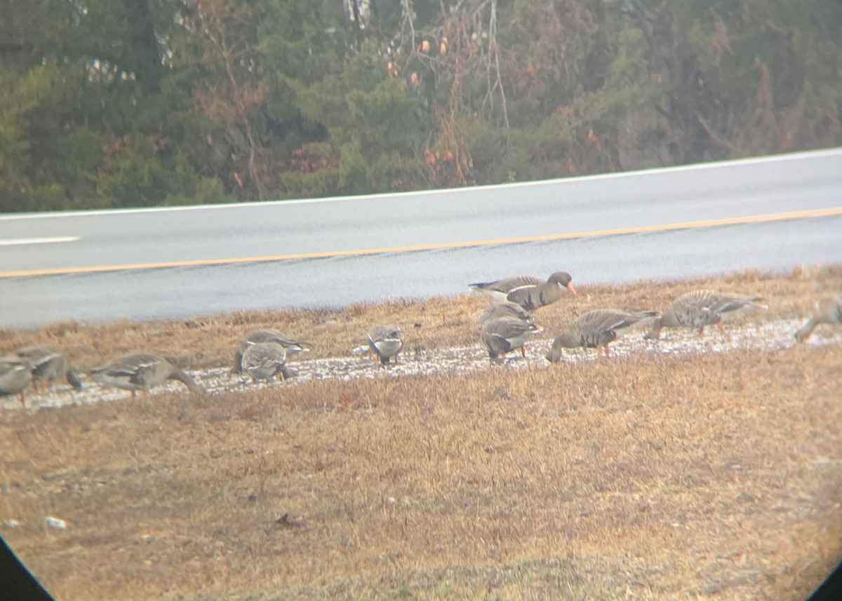 Greater White-fronted Goose - ML630635765