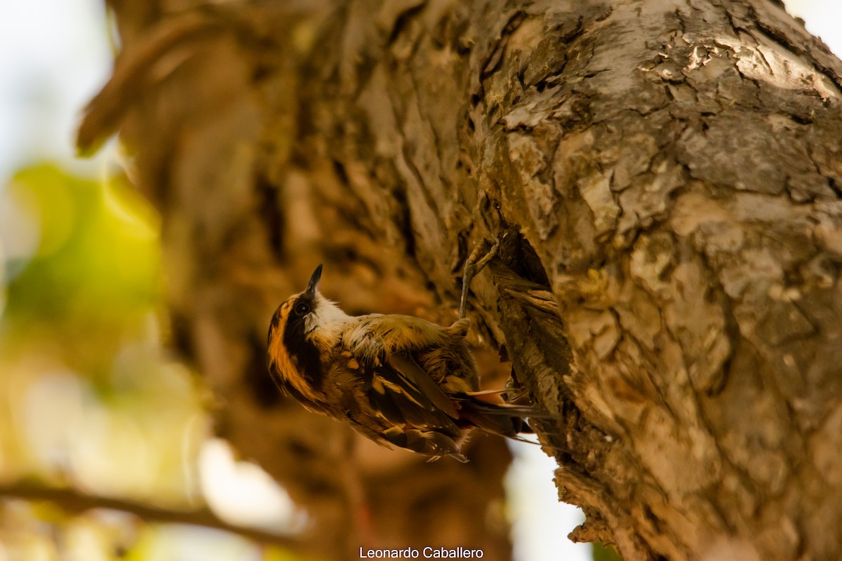 Thorn-tailed Rayadito - ML630635795