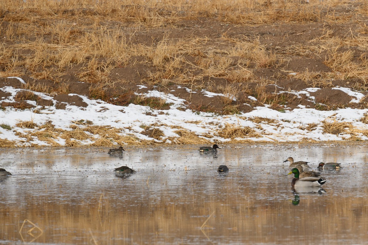 Ногоохон нугас - ML630635803