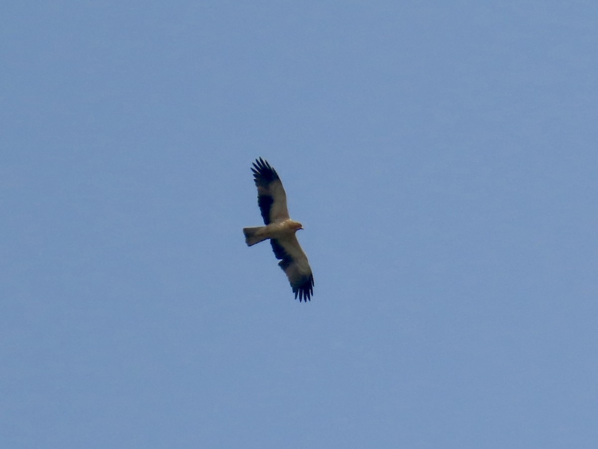 Booted Eagle - ML630635962