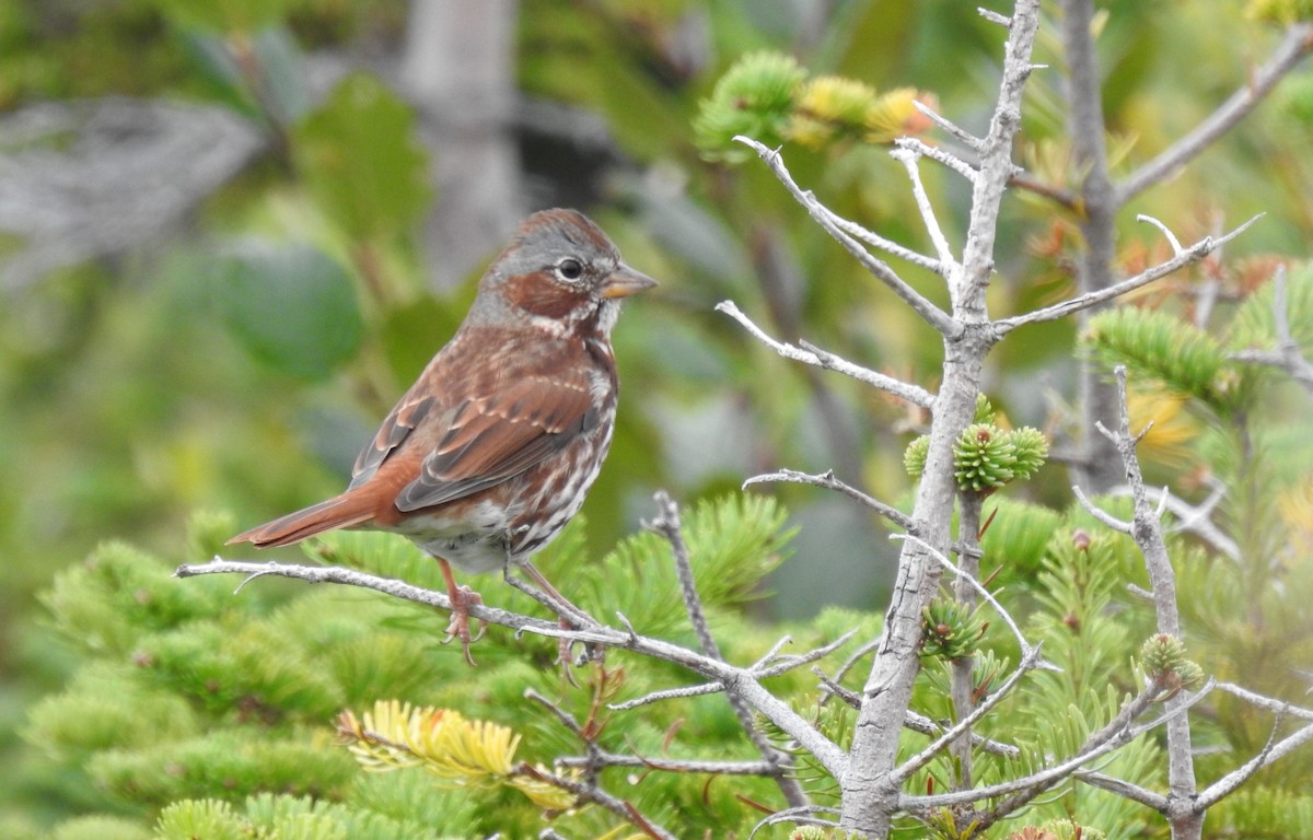 Fox Sparrow (Red) - ML630636356