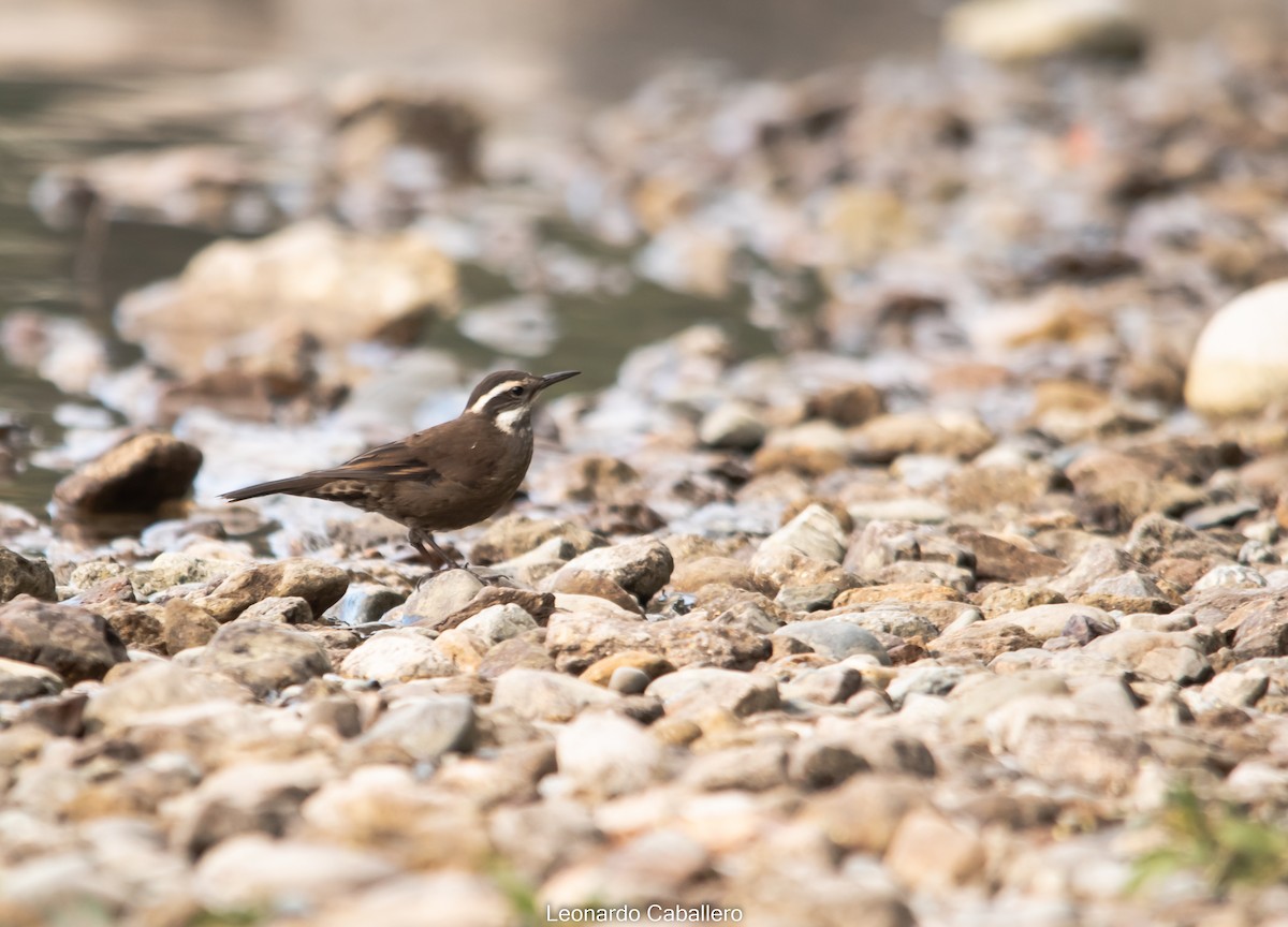 Dark-bellied Cinclodes - ML630636679