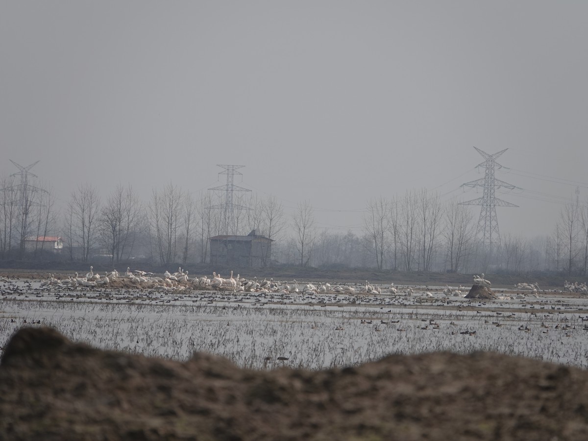 Dalmatian Pelican - ML630636731