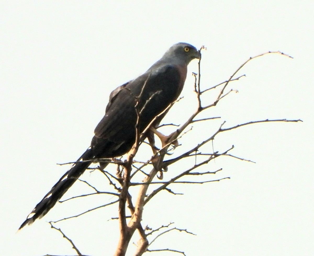 Long-tailed Hawk - ML630636739