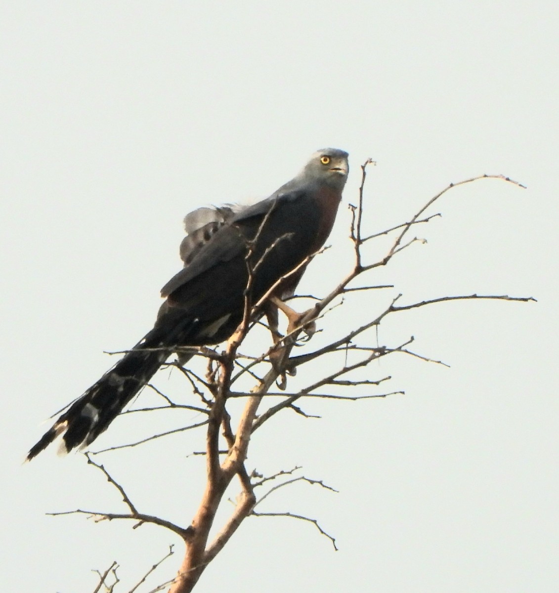 Long-tailed Hawk - ML630636740