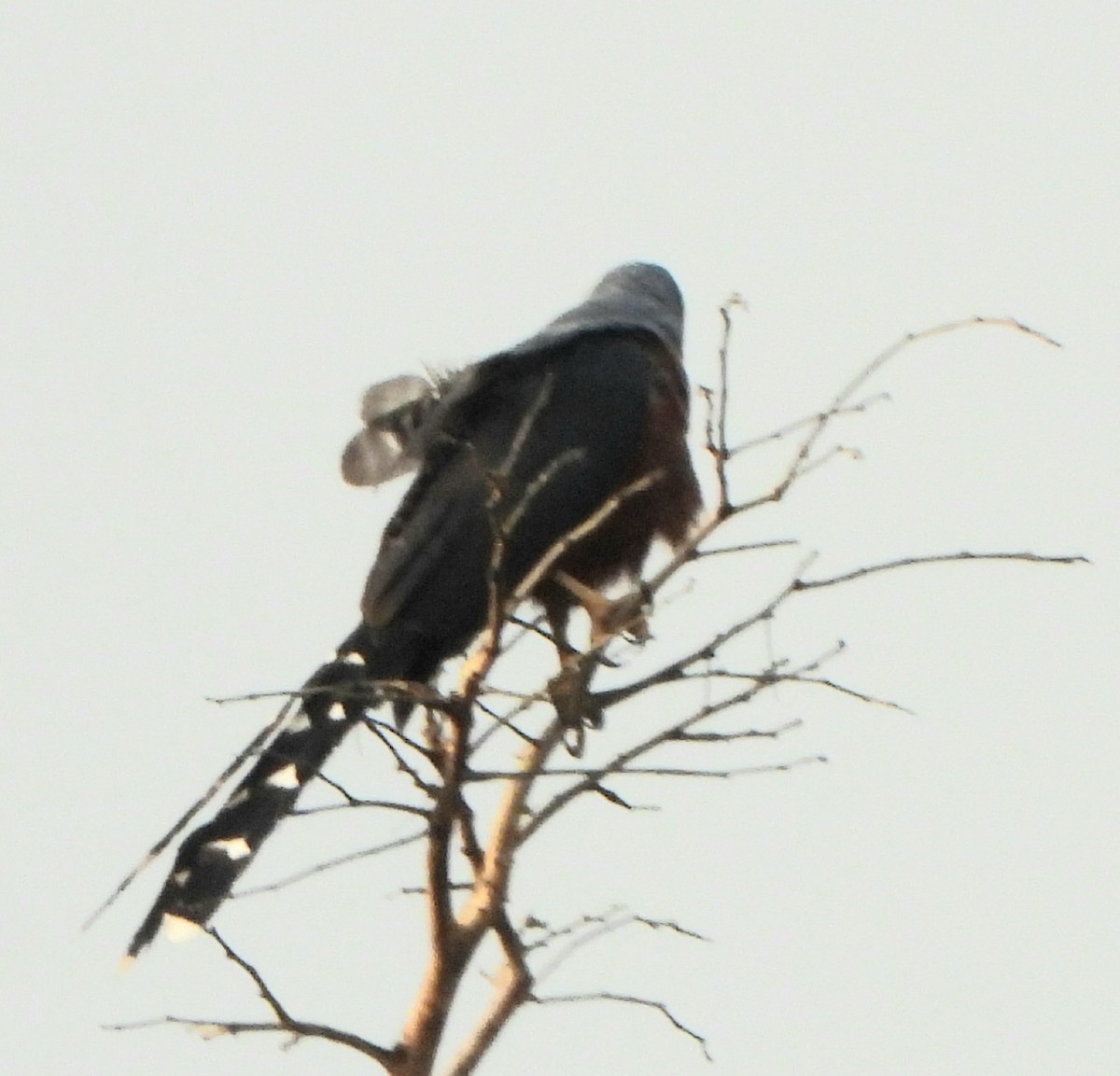 Long-tailed Hawk - ML630636741