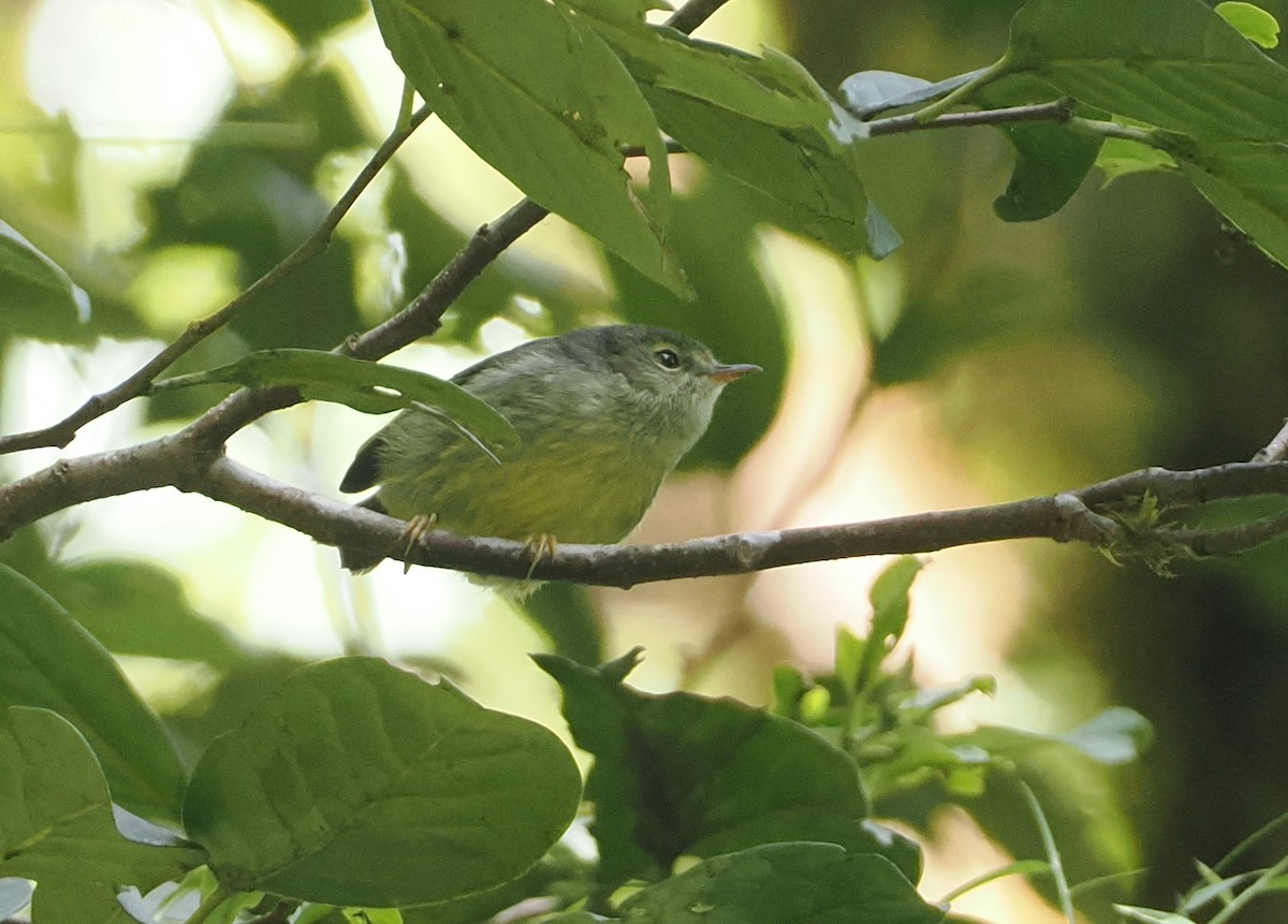 Island Leaf Warbler (New Guinea) - ML630636756