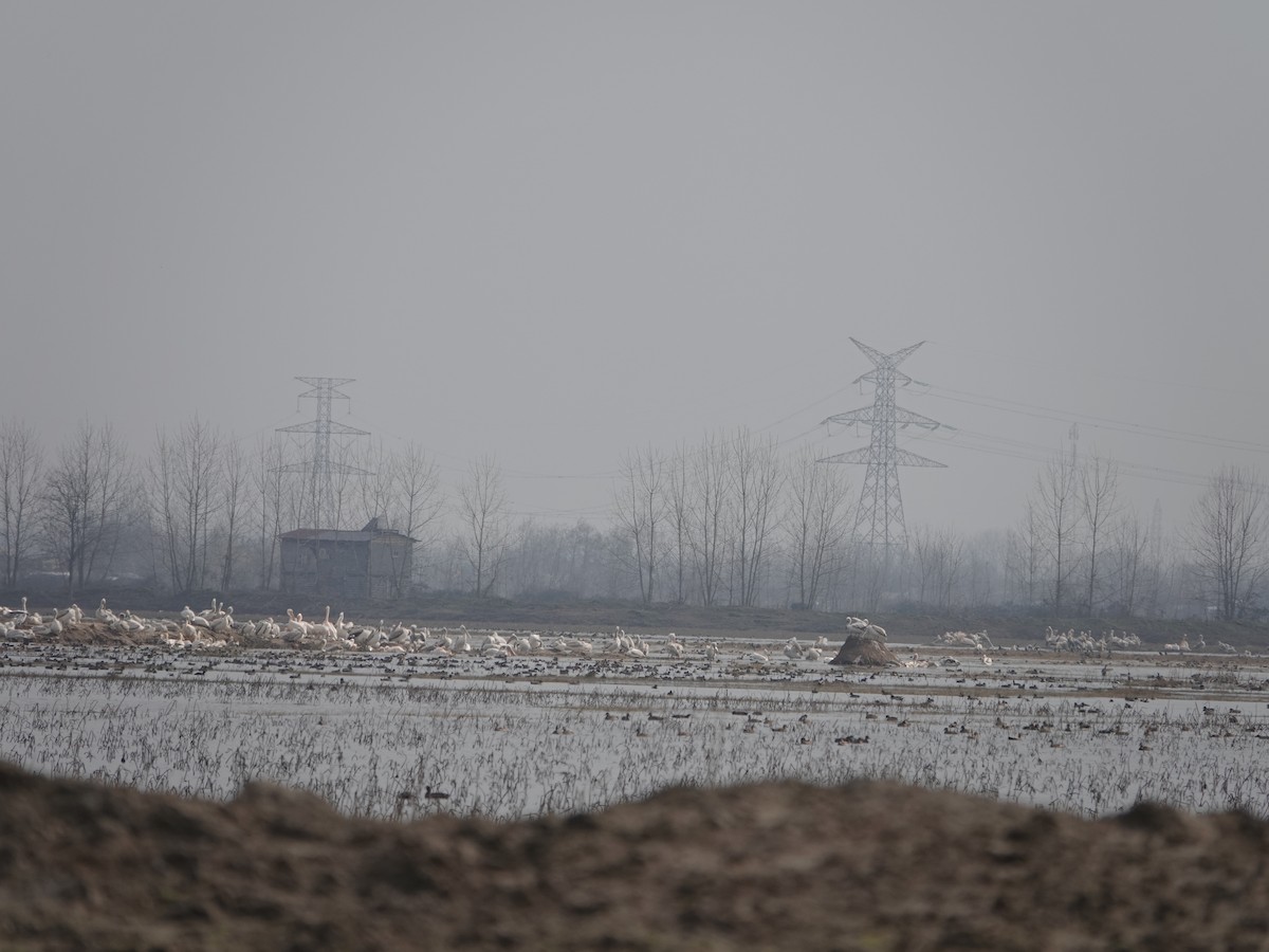 Dalmatian Pelican - ML630636766