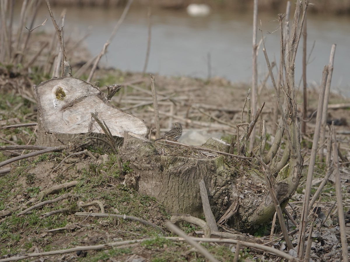 Meadow Pipit - ML630636939