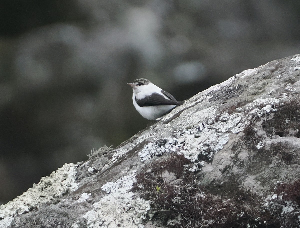 Torrent Flyrobin - ML630637072