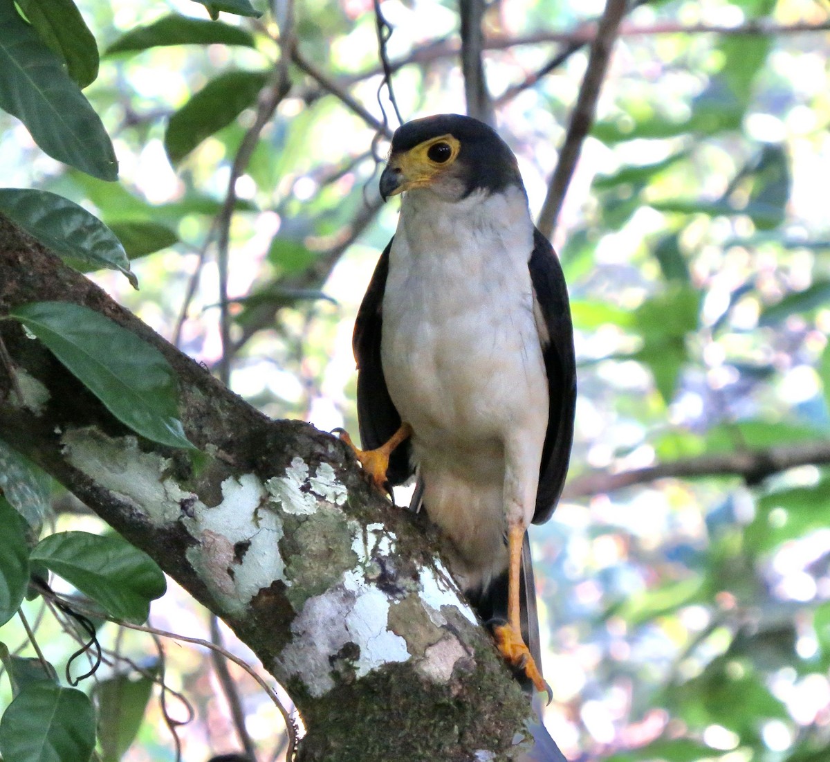 Slaty-backed Forest-Falcon - ML630637504