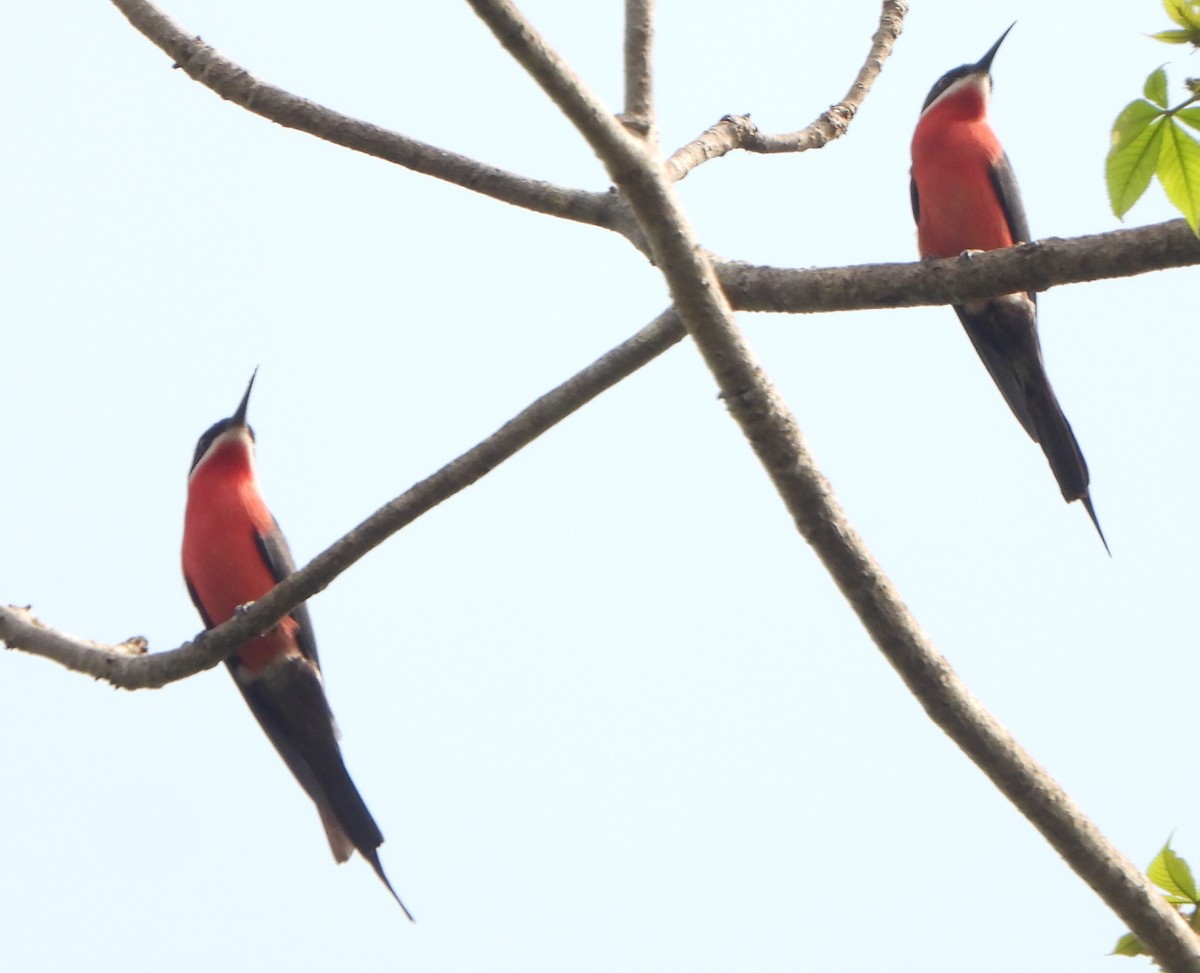 Розовая щурка - ML630637533