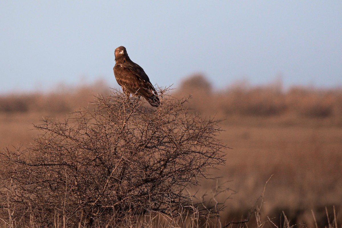 Águila Moteada - ML630637620