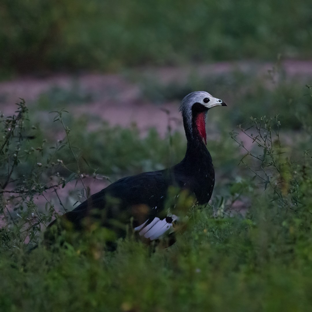 Red-throated Piping-Guan - ML630637769